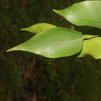 Hopea brevipetiolaris (Thwaites ex Trimen) P.S.Ashton